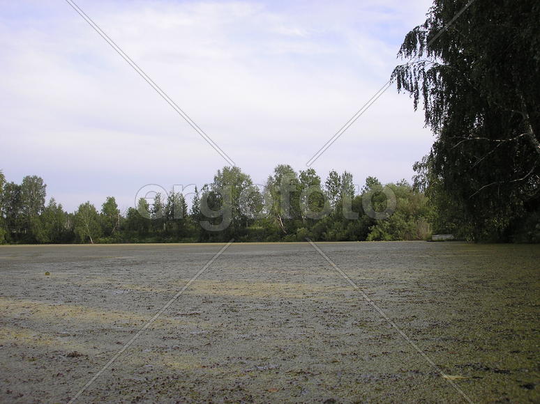 Затянулось бурой тиной гладь старинного пруда...