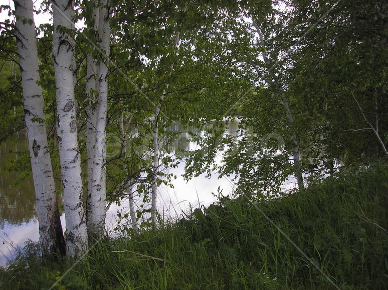 три березки у берега