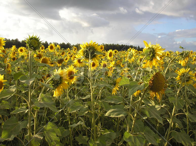 Подсолнухи
