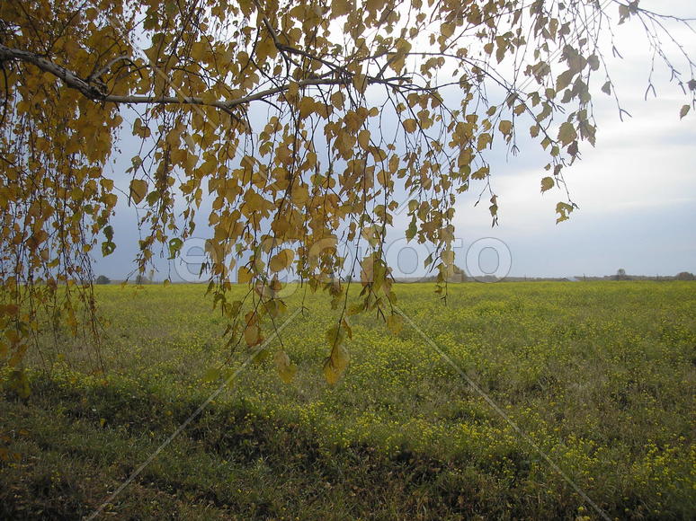 Осенний мотив