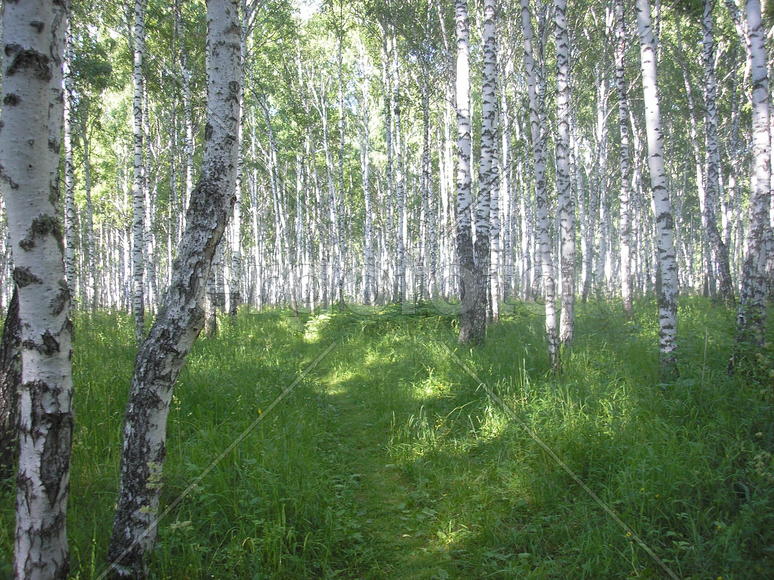 Сказочный лес