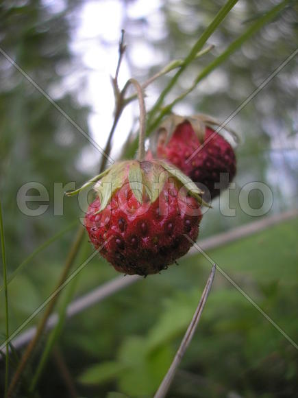 Сладка ягода...