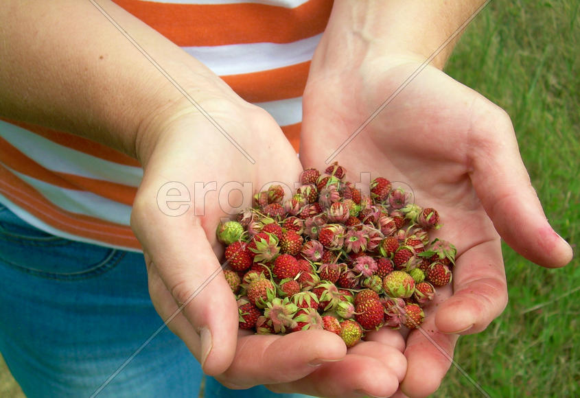 Лесные ягоды