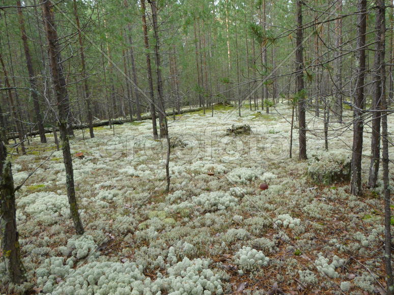 Как в сказке