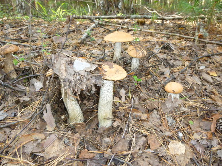 Дружная семейка