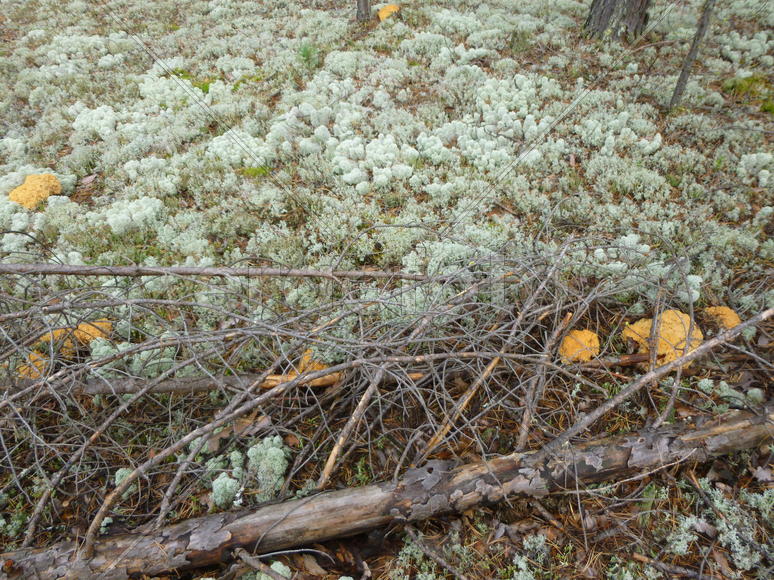 "Оленьи рога"