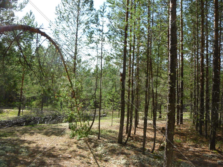 В сосновом бору