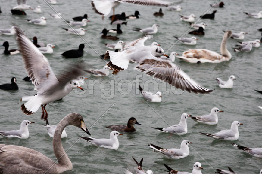 Порт Новороссийск. Чайки 