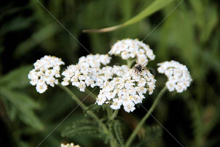 История пчелки 