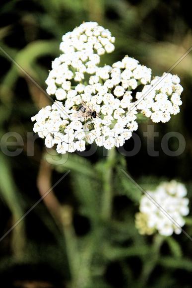 История пчелки 2