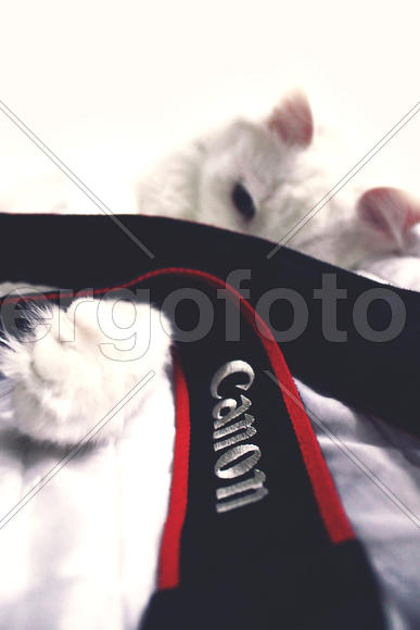 Выбор сделан