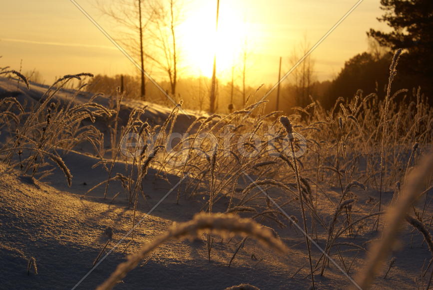 Зимние колосья
