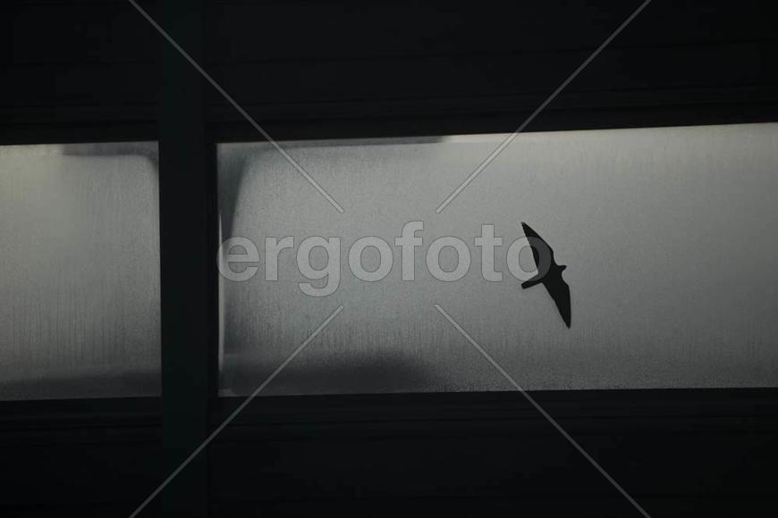 Одинокая птица