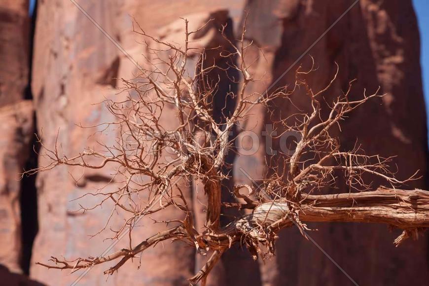 Высохшее дерево