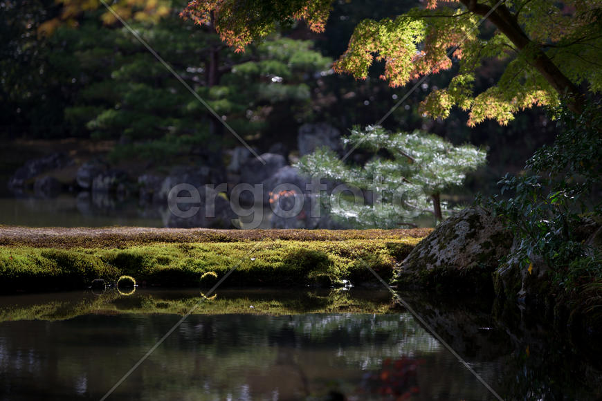 Японский сад
