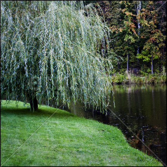 Плакучая ива