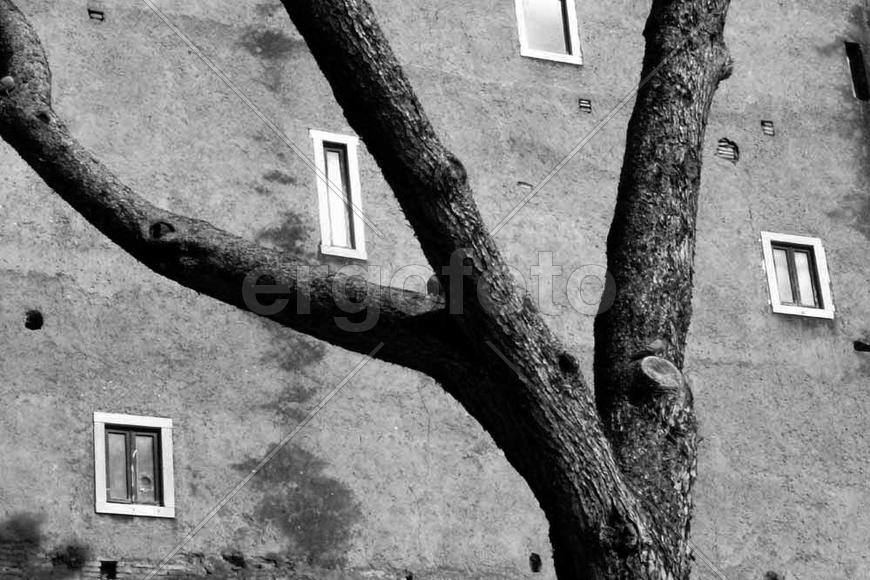 Сквозь ветви