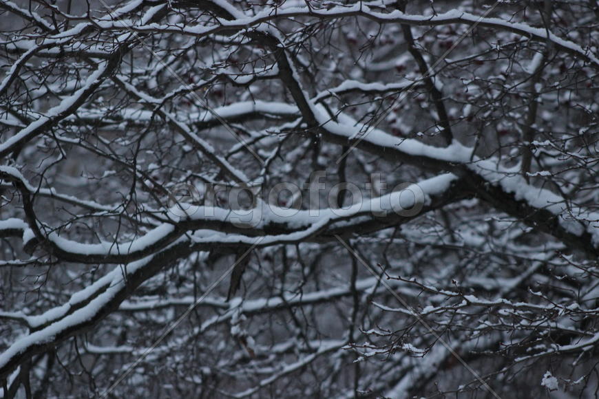 Ветви в снегу