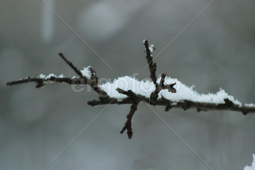 Заснеженная ветка