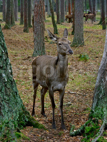 Животное в лесу