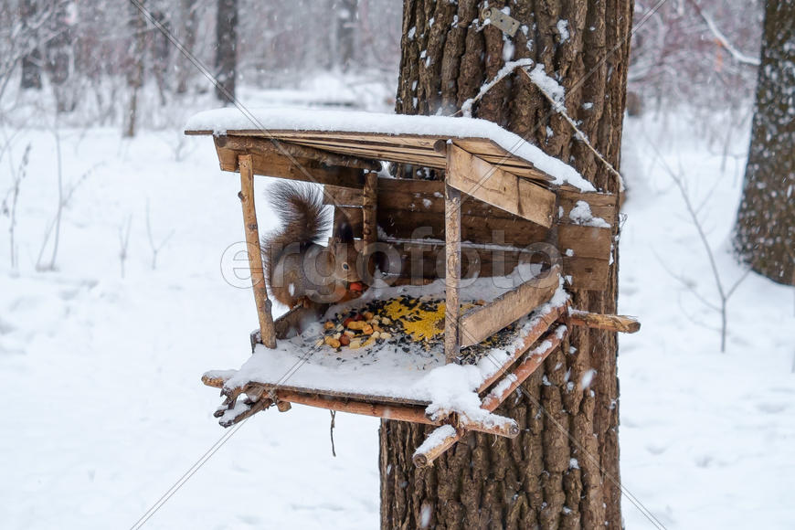 Белка завтракает