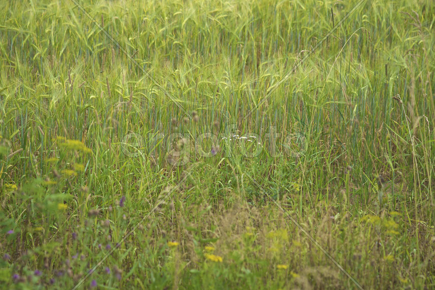 Многотравье