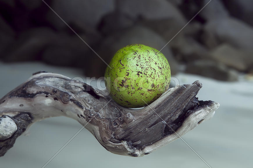 Фрукт на ветке