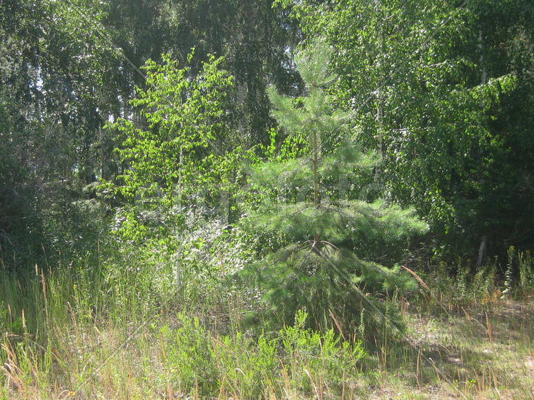 Молодая березка и сосна