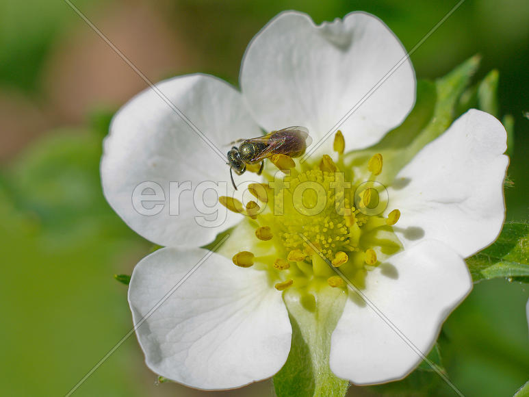 Маленький белый цветок