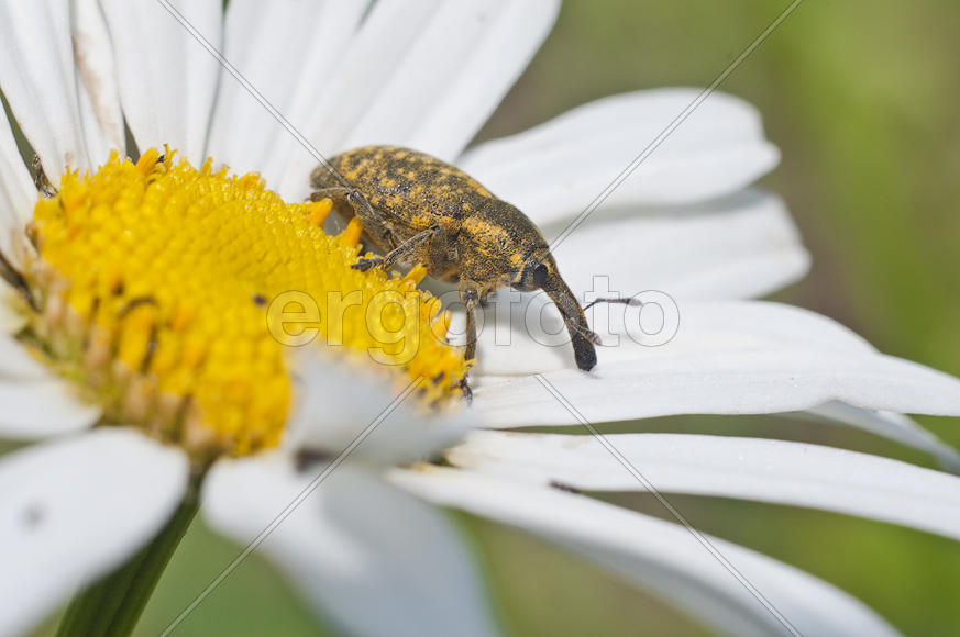 Долгоносик сидит на ромашке