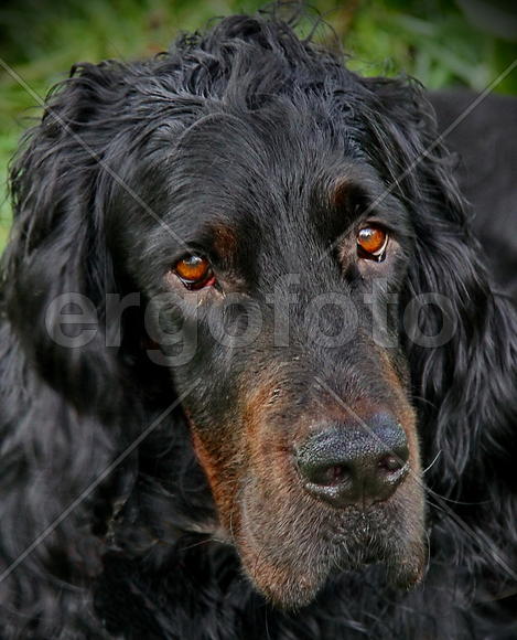 Старый Один