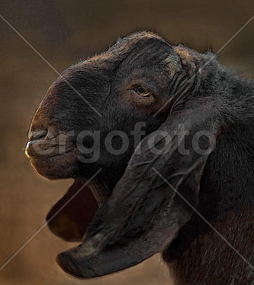 безрогий козёл