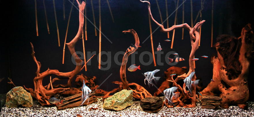 мой аквариум