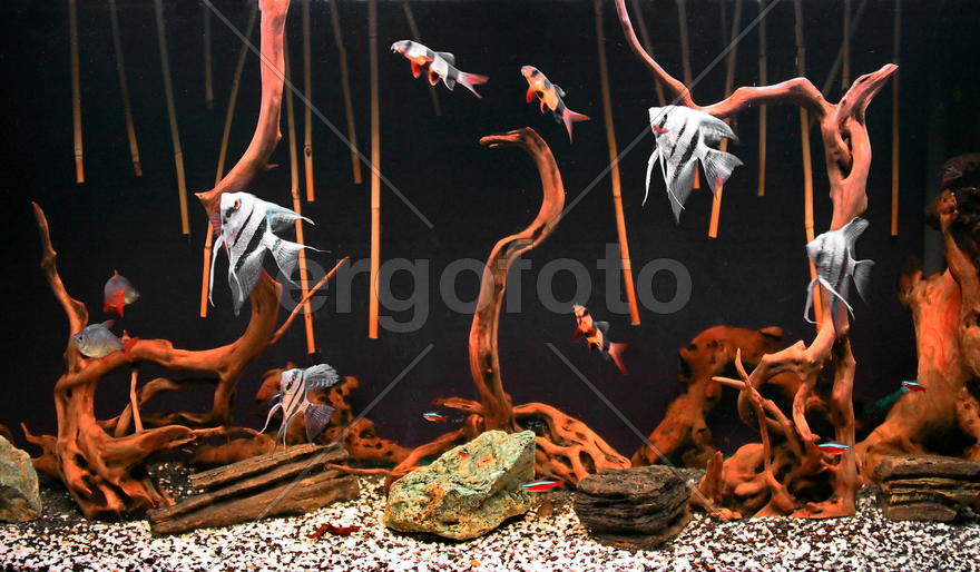 мой аквариум