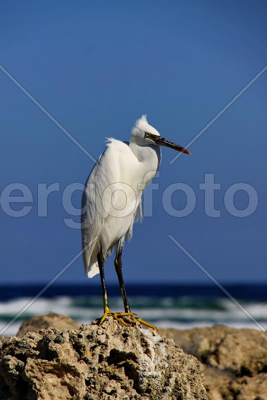 белая цапля