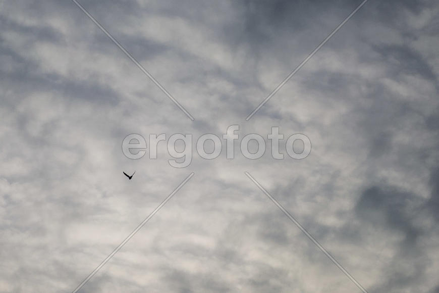 Птица под свинцовым небом