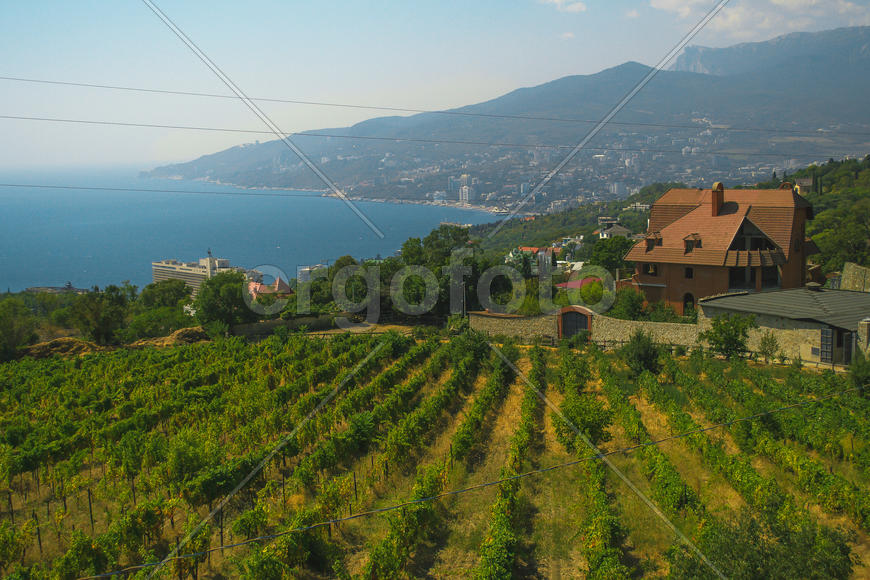 Поля винограда