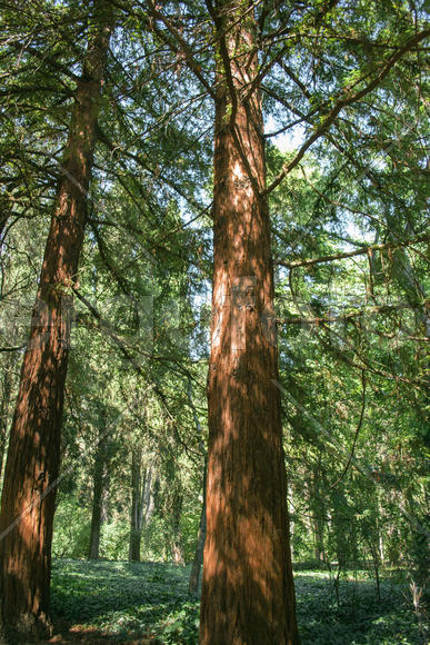 Деревья в лесу
