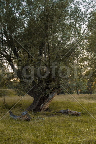 Великая Ива