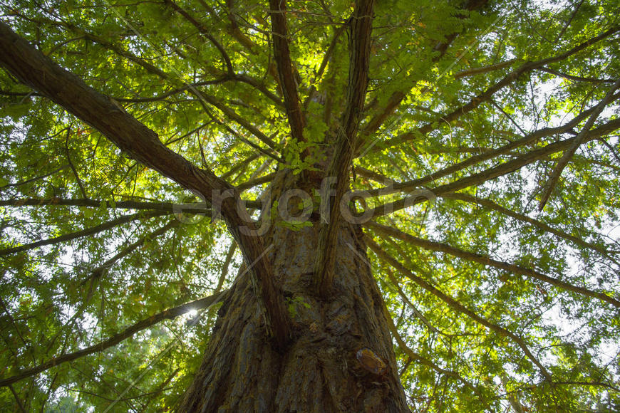 Могучее древо