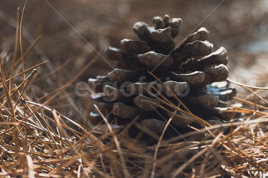 Шишка в еловых иголках