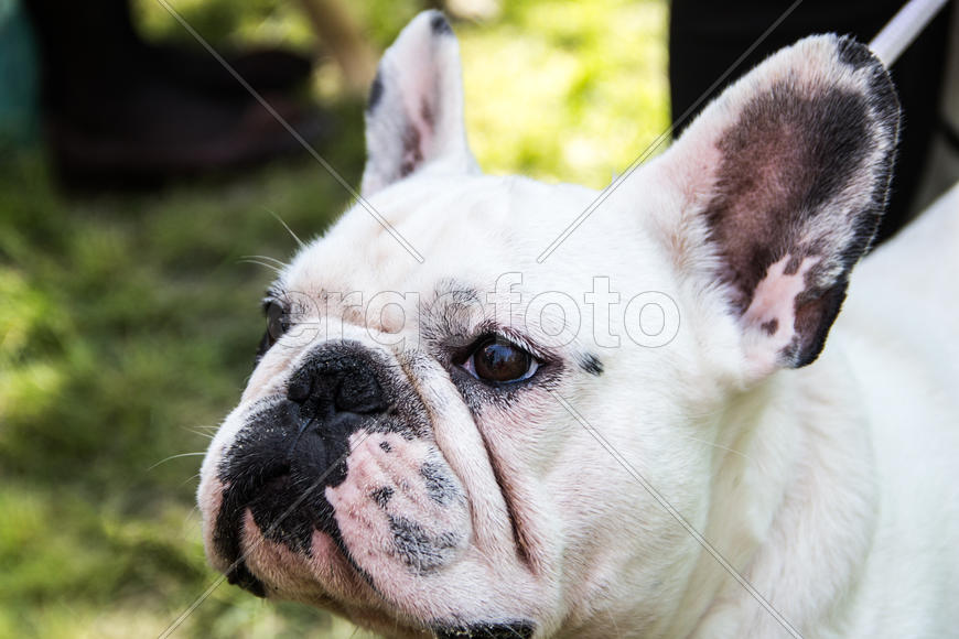 Французский бульдог.