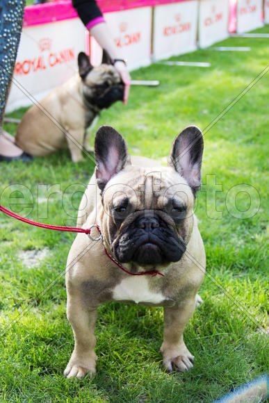 Французский бульдог. Выставка собак.