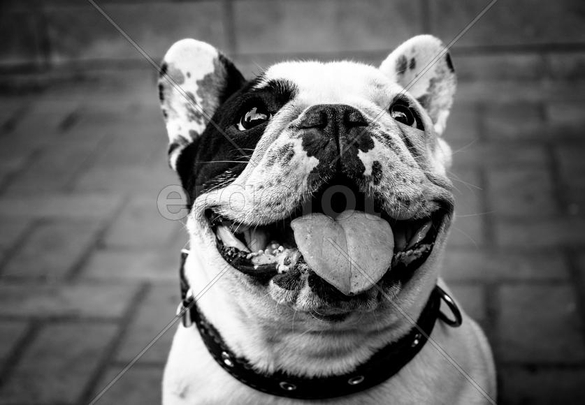 Счастливая Собака - Шикака на прогулке ;)