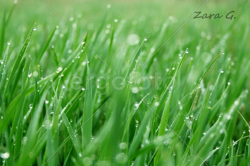 Утренняя роса