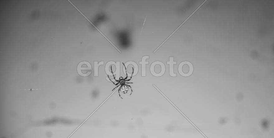 Паук на паутине