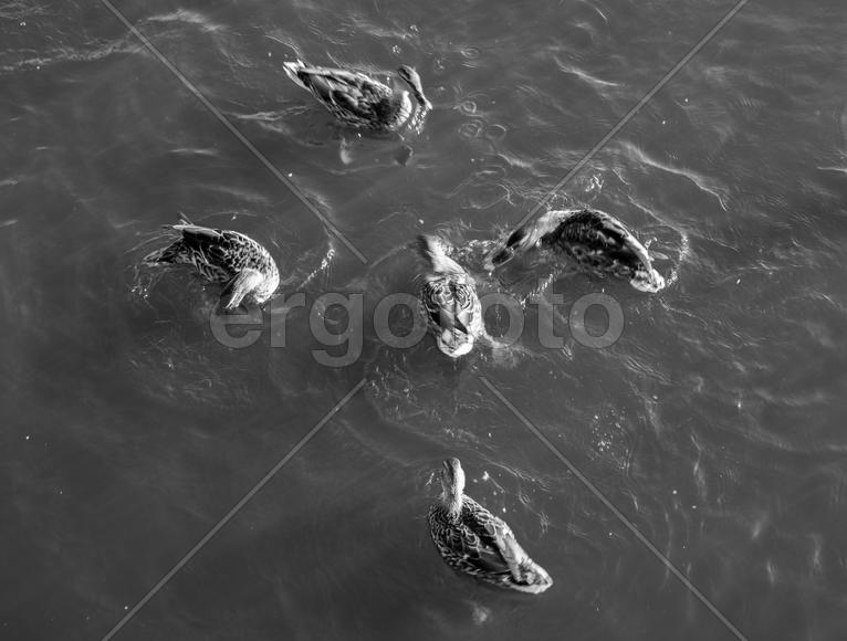 Танцы на воде