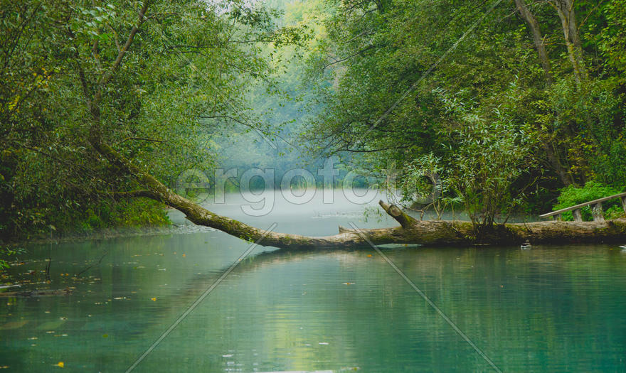 в тиши лесной