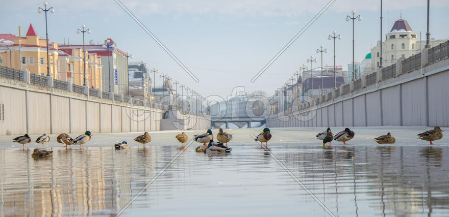 утиный андерграунд