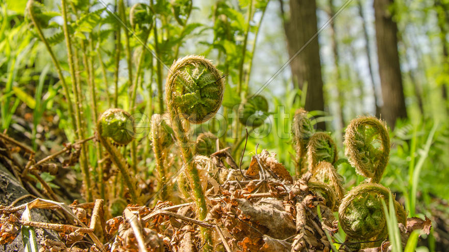 10000 лет д.н.э